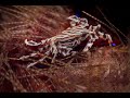 Zebra Urchin Crab | 
