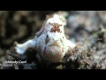 Frogfish catching shrimp  | Frogfish