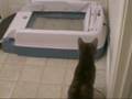 Cat attacks an automatic litter box Cat attacks an automatic litter box