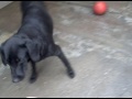 Animalinneed: The black Labbies