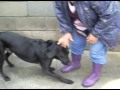Animalinneed: The black Labbies