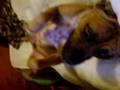 Bud Bud