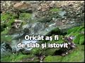 26.Isuse al meu.avi