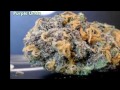 Purple Urkle by Billionaire Bruce Wayne Ft. Jack Tripps