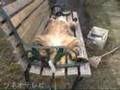 One cat fits 3 seats One cat fits 3 seats
