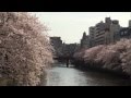 桜の大岡川流域を歩く 
