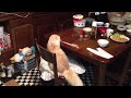 泥棒猫スコティッシュフォールド Scottish Fold cat thief
