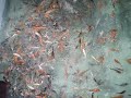 Koi Fishes for Sale at Farm Prices