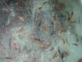 Koi Fishes for Sale at Farm Prices