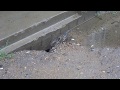 вода течет прямиком в подвал дома, промывает под плитой! Подъездная плита проваливается!