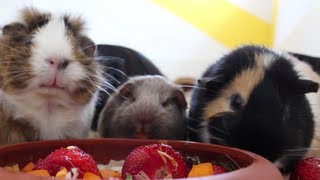 Erdbeeren, Meeris und viel Nom Nom Nom