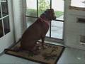 Re: "Knock Out Animal Fighting" YouTube Video Contest Thumbnail