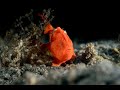 Video of Painted Frogfish