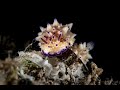 Mexichromis multituberculata | Mexichromis multituberculata