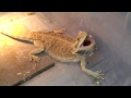 Worlds most aggressive bearded dragon.