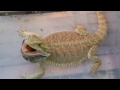 Worlds most aggressive bearded dragon.