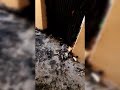Два пожара за неделю. Горели двери квартир