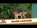 Dog Fetches Back Smelly Surprise