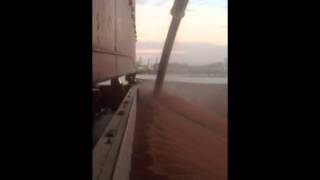 Bulk Grain Ship Loading - MV Sunshine