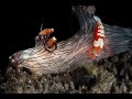 Emperor Shrimp riding on a nudibranch | Emperor Shrimp