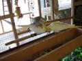 Lesbian Cockatiel Love Bird Porn LOL