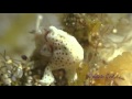 Fighting ! Luttle FrogFish  | Frog Fish 