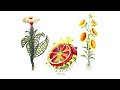 Codex Seraphinianus, (un libro fuera de este mundo)