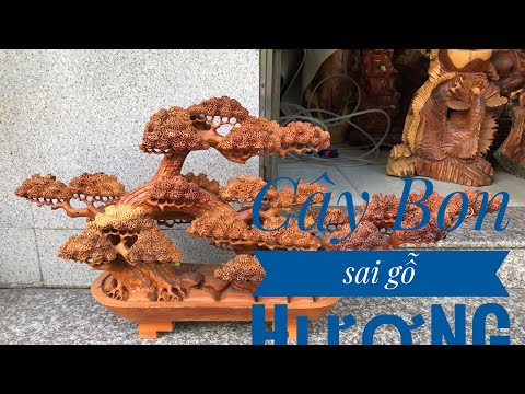 GỐC Cây BON SAI gỗ Hương ( số 138)