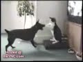Probably the Funniest Cat Video You'll Ever See