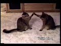 Probably the Funniest Cat Video You'll Ever See