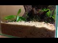 2. Making a Nano Red Cherry Shrimp Planted Aquarium