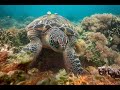 Green Turtles at Apo Island | Green turtle