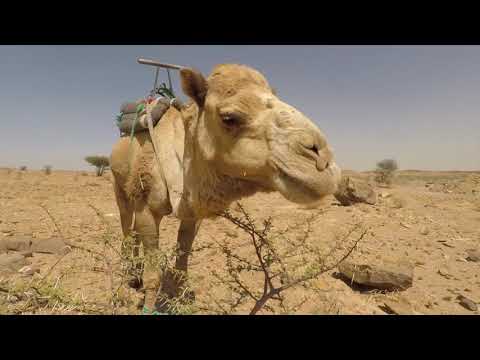 Camel rides at the bottom of the desert Morocco