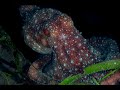 Stary Night Octopus | Stary Night Octopus