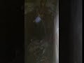 В канализационную трубу, смонтирован отвод для слива. Грязная вода течёт всё время