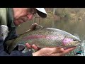 Trout Fly Fishing - Catch and Release - The Totally Awesome Fishing Show