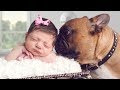 Introducing Dog to Baby Introducing Dog to Baby
