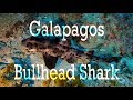 Galapagos Bullhead Shark | 