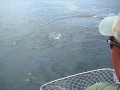 Fly Fishing Saltwater Salmon