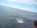 Fly Fishing Saltwater Salmon