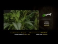 Super Bud - Green House Grow Sessions