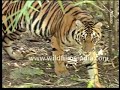 Tiger Attack: The Full Video & Behind the Attack!