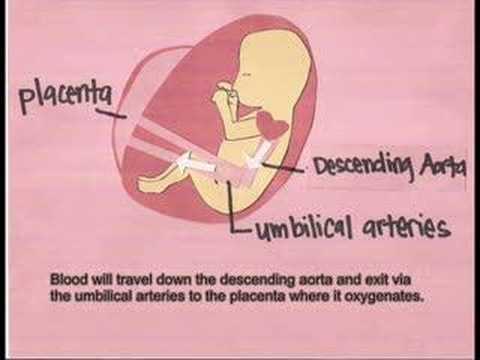 circulation of heart. Fetal Heart Circulation