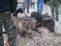 ΚΥΝΗΓΙ ΑΓΡΙΟΧΟΙΡΟΥ ΣΤΟ ΠΑΓΓΑΙΟ
