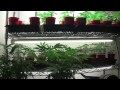 Marijuana Motivation - Be Successful