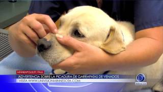 Advertencia sobre la picadura de garrapatas de venados 