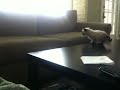 Kitten fall