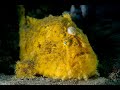 Video of Shaggy Frogfish