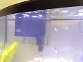 How to - Aquarium overflow / sump / refugium. Some tips