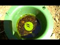 Earwig trap that has results.